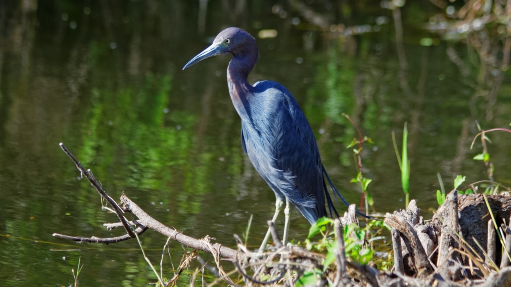 02 - Everglade NP (59).jpg